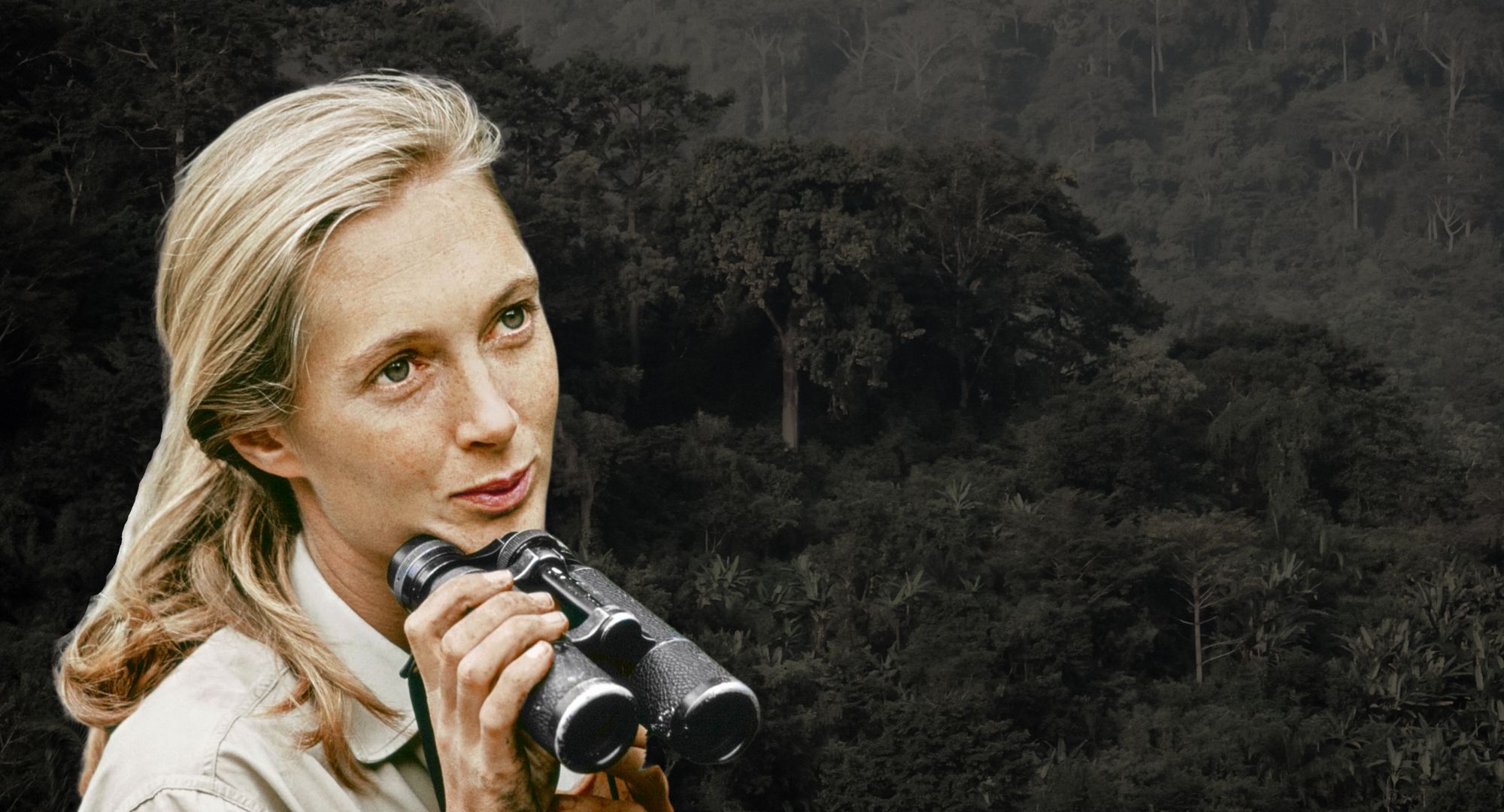 Dr Jane Goodall DBE founded the Jane Goodall Institute in 1977