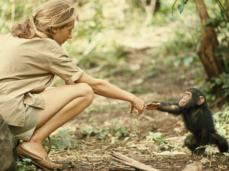 Jane Goodall Institute NZ